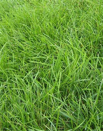 標(biāo)題：高羊茅
瀏覽次數(shù)：3057
發(fā)表時(shí)間：2017-11-02