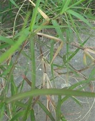標(biāo)題：狗牙根
瀏覽次數(shù)：2787
發(fā)表時(shí)間：2017-11-02