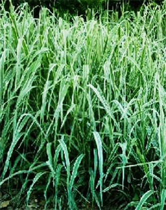 標題：紫羊茅
瀏覽次數：3038
發(fā)表時(shí)間：2017-11-02