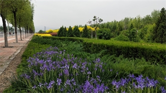 標題：張家口經(jīng)開(kāi)區秋季清水河生態(tài)綠廊建
瀏覽次數：2115
發(fā)表時(shí)間：2020-10-16