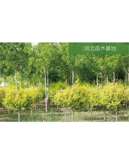 標(biāo)題：苗木基地
瀏覽次數(shù)：2343
發(fā)表時間：2020-10-17