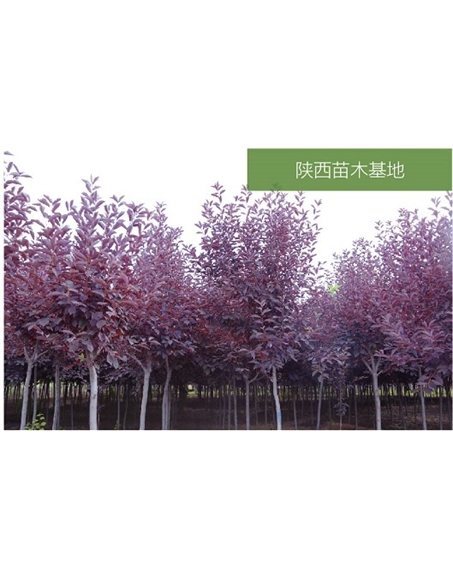 標題：苗木基地
瀏覽次數：2078
發(fā)表時(shí)間：2020-10-17