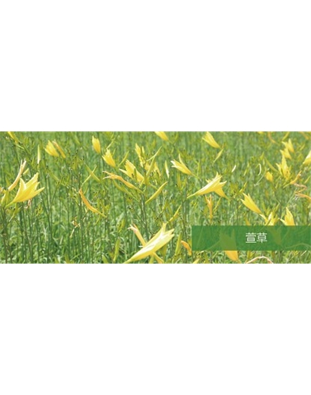 標題：地被
瀏覽次數：1457
發(fā)表時(shí)間：2020-10-17