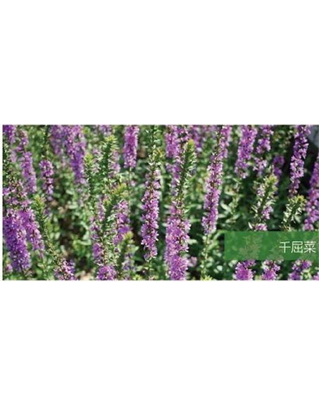 標題：地被
瀏覽次數：1798
發(fā)表時(shí)間：2020-10-17