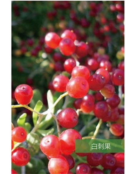標題：名貴樹(shù)種
瀏覽次數：1378
發(fā)表時(shí)間：2020-10-17