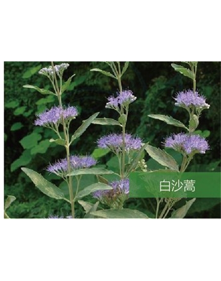 標題：名貴樹(shù)種
瀏覽次數：1470
發(fā)表時(shí)間：2020-10-17