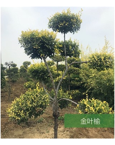標題：名貴樹(shù)種
瀏覽次數：1417
發(fā)表時(shí)間：2020-10-17
