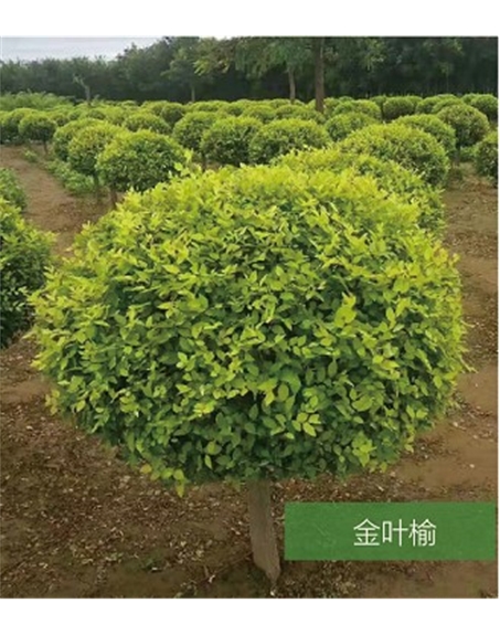 標題：名貴樹(shù)種
瀏覽次數：1424
發(fā)表時(shí)間：2020-10-17