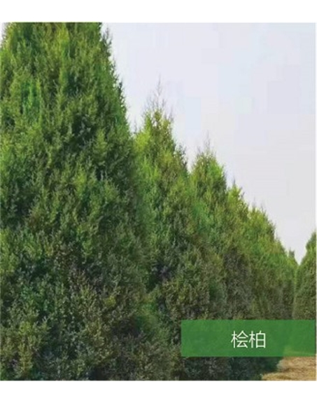標題：名貴樹(shù)種
瀏覽次數：1378
發(fā)表時(shí)間：2020-10-17
