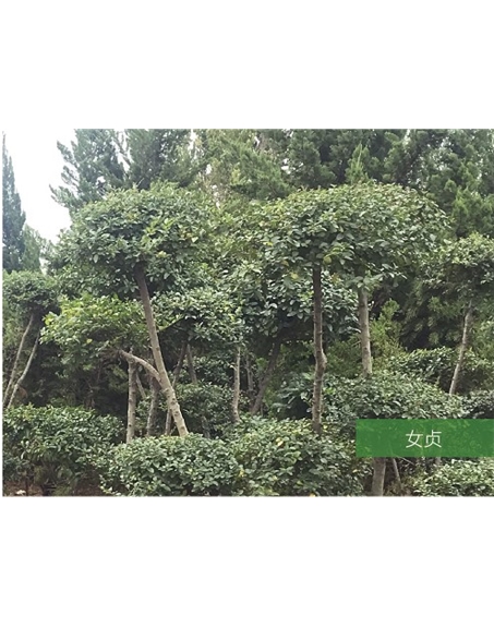 標題：名貴樹(shù)種
瀏覽次數：1399
發(fā)表時(shí)間：2020-10-17