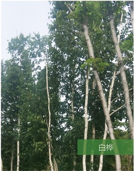 標題：名貴樹(shù)種
瀏覽次數：1431
發(fā)表時(shí)間：2020-10-17