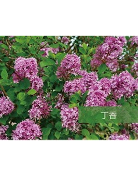 標題：?jiǎn)坦嗄?瀏覽次數：1435
發(fā)表時(shí)間：2020-10-17