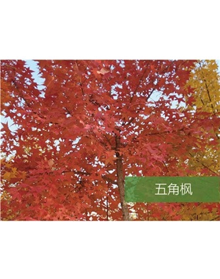 標題：?jiǎn)坦嗄?瀏覽次數：1493
發(fā)表時(shí)間：2020-10-17