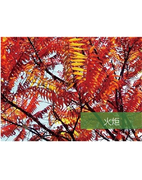 標題：?jiǎn)坦嗄?瀏覽次數：1429
發(fā)表時(shí)間：2020-10-17
