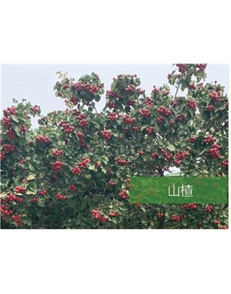 標題：?jiǎn)坦嗄?瀏覽次數：2024
發(fā)表時(shí)間：2020-10-17