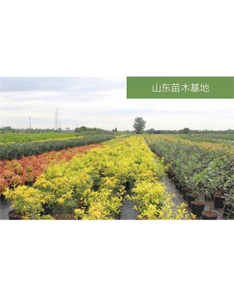 標題：苗木基地
瀏覽次數：1978
發(fā)表時(shí)間：2020-10-17