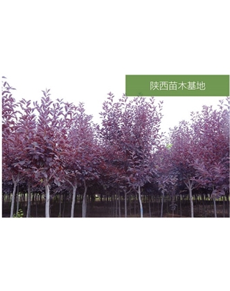 標題：苗木基地
瀏覽次數：1964
發(fā)表時(shí)間：2020-10-17