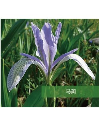 標題：地被
瀏覽次數：1444
發(fā)表時(shí)間：2020-10-17
