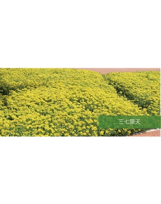 標題：地被
瀏覽次數：1780
發(fā)表時(shí)間：2020-10-17