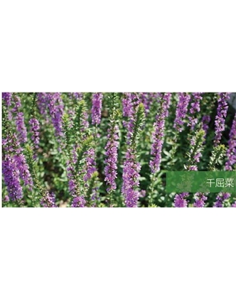 標題：地被
瀏覽次數：1700
發(fā)表時(shí)間：2020-10-17