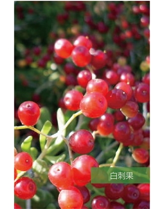 標題：名貴樹(shù)種
瀏覽次數：1375
發(fā)表時(shí)間：2020-10-17