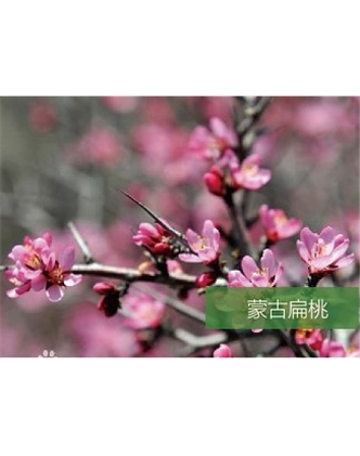 標題：名貴樹(shù)種
瀏覽次數：1258
發(fā)表時(shí)間：2020-10-17