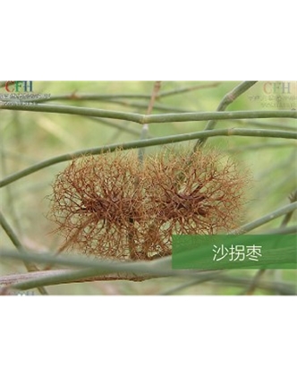 標題：名貴樹(shù)種
瀏覽次數：1408
發(fā)表時(shí)間：2020-10-17