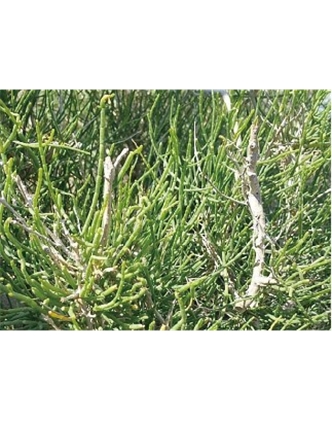 標題：名貴樹(shù)種
瀏覽次數：1467
發(fā)表時(shí)間：2020-10-17