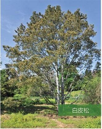 標題：名貴樹(shù)種
瀏覽次數：1909
發(fā)表時(shí)間：2020-10-17