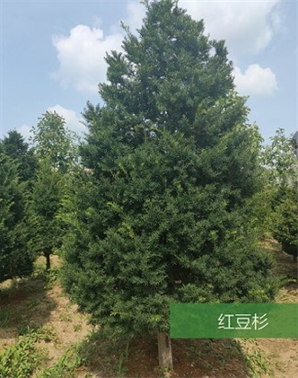 標題：名貴樹(shù)種
瀏覽次數：1771
發(fā)表時(shí)間：2020-10-17