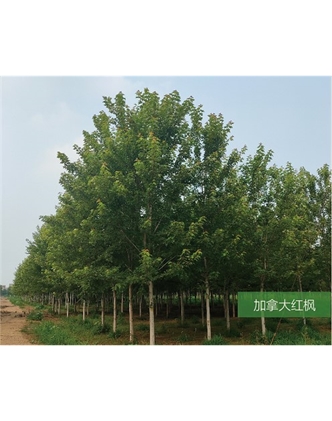 標題：名貴樹(shù)種
瀏覽次數：1752
發(fā)表時(shí)間：2020-10-17