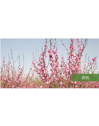 標題：?jiǎn)坦嗄?瀏覽次數：1461
發(fā)表時(shí)間：2020-10-17