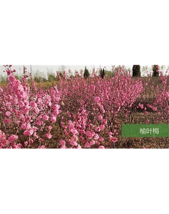 標題：?jiǎn)坦嗄?瀏覽次數：1512
發(fā)表時(shí)間：2020-10-17