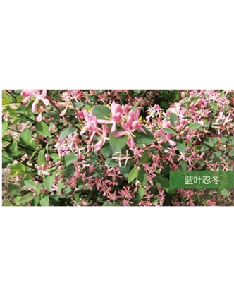 標題：?jiǎn)坦嗄?瀏覽次數：1408
發(fā)表時(shí)間：2020-10-17
