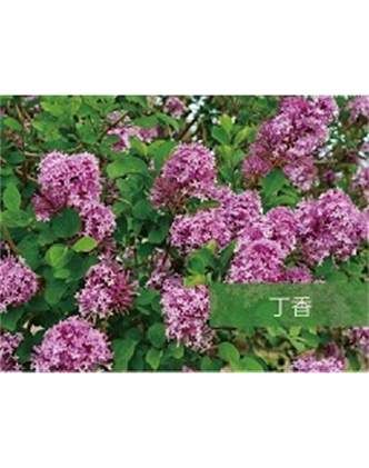 標題：?jiǎn)坦嗄?瀏覽次數：1433
發(fā)表時(shí)間：2020-10-17