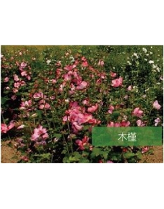 標題：?jiǎn)坦嗄?瀏覽次數：1452
發(fā)表時(shí)間：2020-10-17