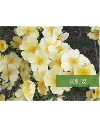 標題：?jiǎn)坦嗄?瀏覽次數：1347
發(fā)表時(shí)間：2020-10-17