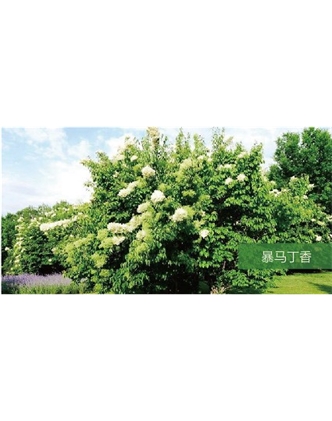 標題：?jiǎn)坦嗄?瀏覽次數：1471
發(fā)表時(shí)間：2020-10-17