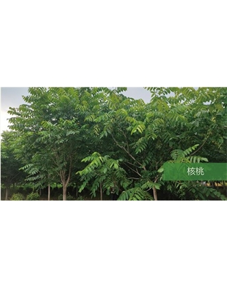 標題：?jiǎn)坦嗄?瀏覽次數：1415
發(fā)表時(shí)間：2020-10-17