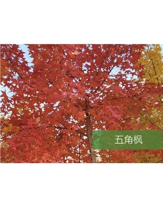 標題：?jiǎn)坦嗄?瀏覽次數：1489
發(fā)表時(shí)間：2020-10-17
