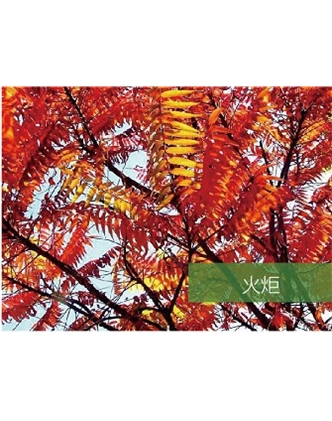 標題：?jiǎn)坦嗄?瀏覽次數：1426
發(fā)表時(shí)間：2020-10-17