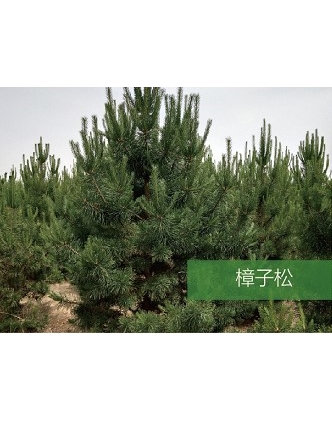 標題：?jiǎn)坦嗄?瀏覽次數：1428
發(fā)表時(shí)間：2020-10-17