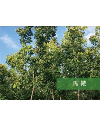 標題：?jiǎn)坦嗄?瀏覽次數：2006
發(fā)表時(shí)間：2020-10-17