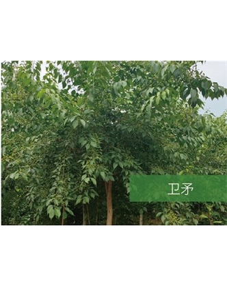標題：?jiǎn)坦嗄?瀏覽次數：2005
發(fā)表時(shí)間：2020-10-17