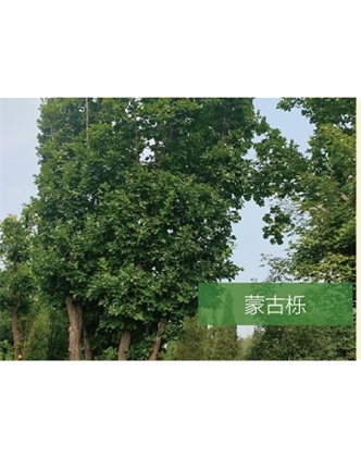 標題：?jiǎn)坦嗄?瀏覽次數：1931
發(fā)表時(shí)間：2020-10-17