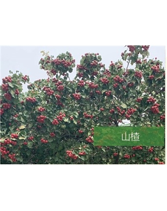 標題：?jiǎn)坦嗄?瀏覽次數：1938
發(fā)表時(shí)間：2020-10-17