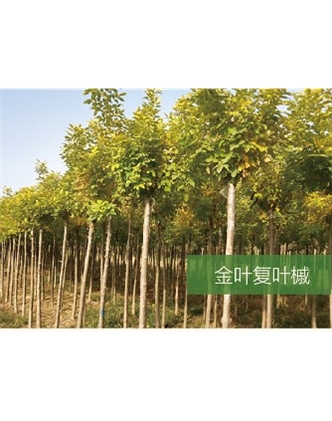 標題：?jiǎn)坦嗄?瀏覽次數：1835
發(fā)表時(shí)間：2020-10-17